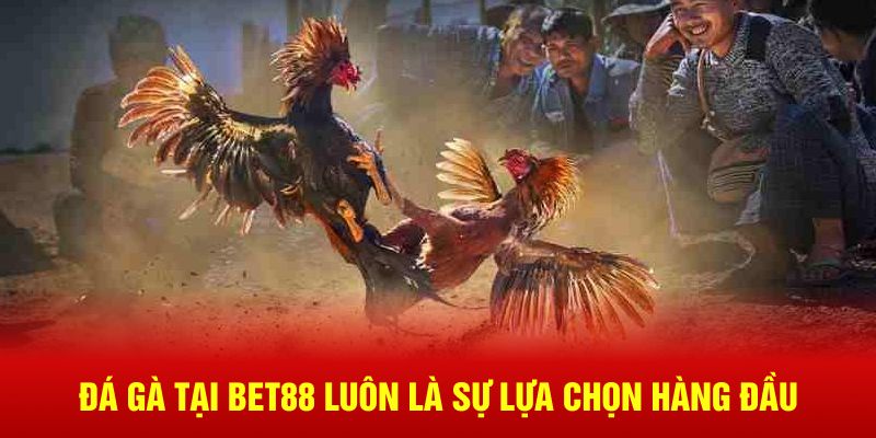Đá gà tại BET88 luôn là sự lựa chọn hàng đầu